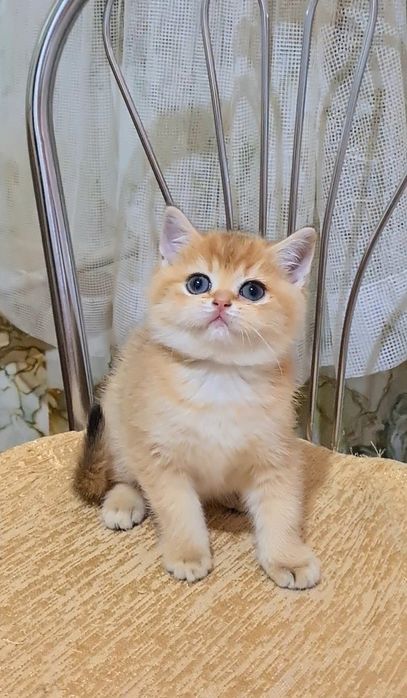 Мишка плюшевая золотая шиншилла