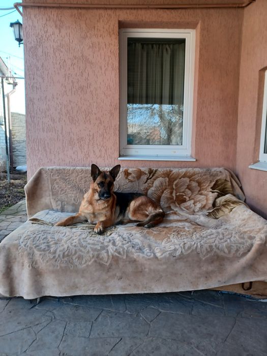 аренда дома посуточно