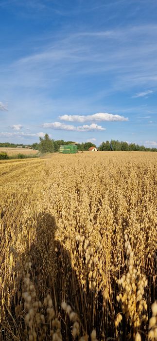 Owies Harnaś rok po centrali