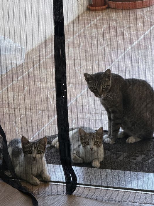 Gatinhos, gatos, gata
