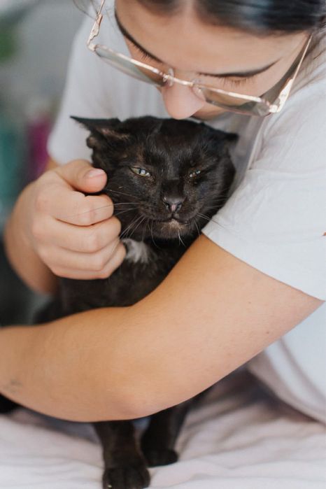 Flow para adoção responsável