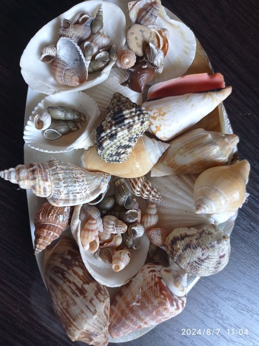 Акваріумістика, хоббі