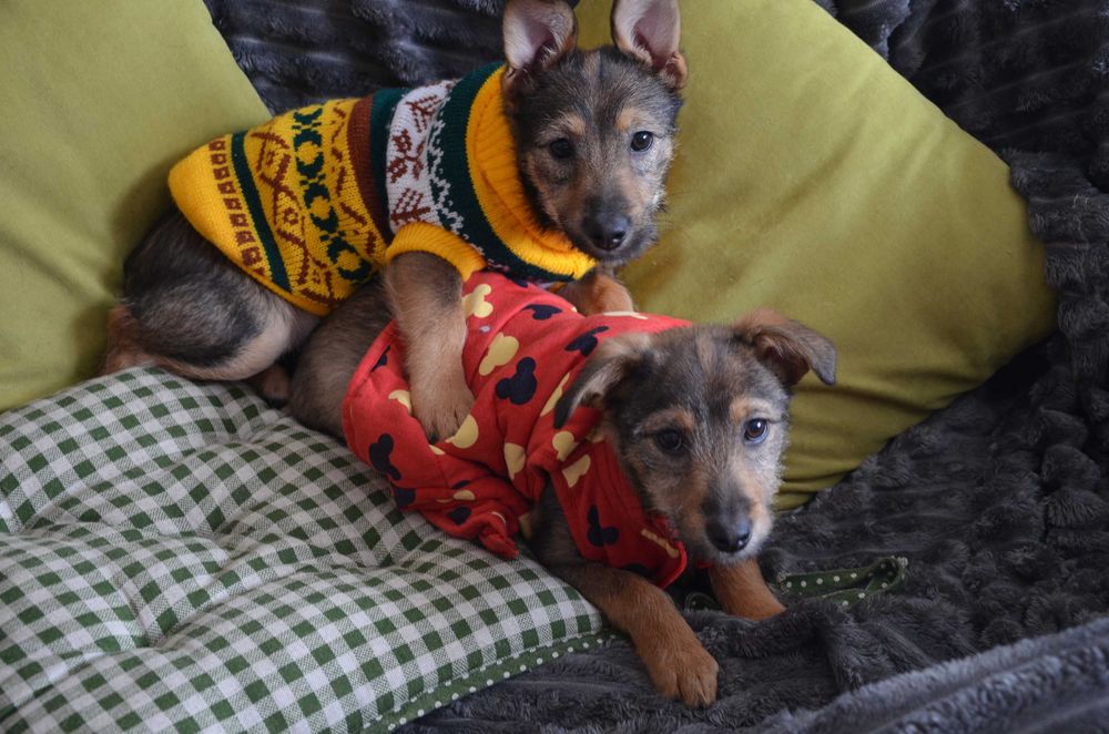 Цуценята в добрі руки