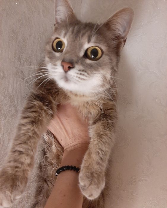 Киса срочно ишет дом