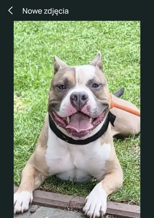 American Bully Pocket