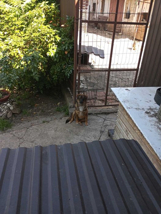 Собака в добрі руки