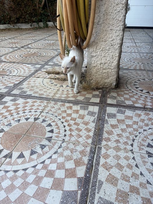 Gatinho para adocao