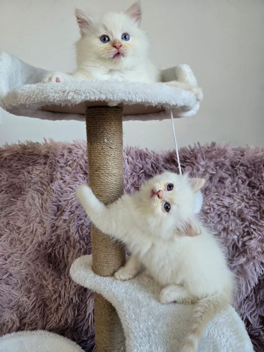 OSTATNI Kocurek Ragdoll FPL