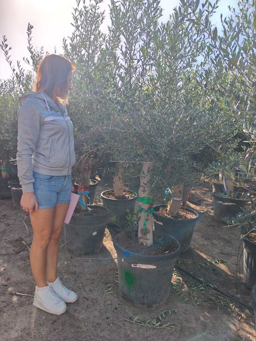 Drzewo oliwne, Olea Europaea ,oliwka