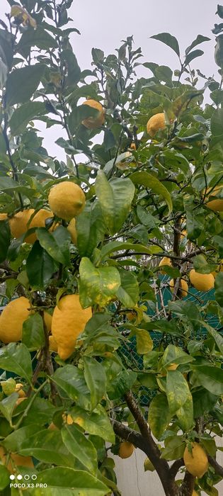 Limão biológico sem tratamento químicos