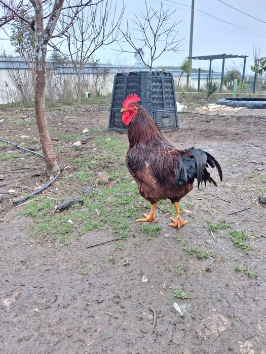Rhode island red