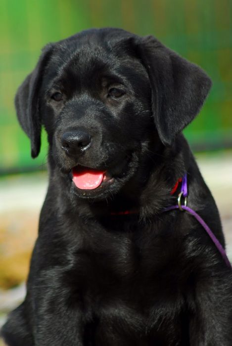 Лабрадор ретривер супер щенки!