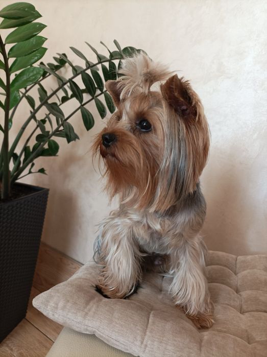 Вязка -йоркширский терьер