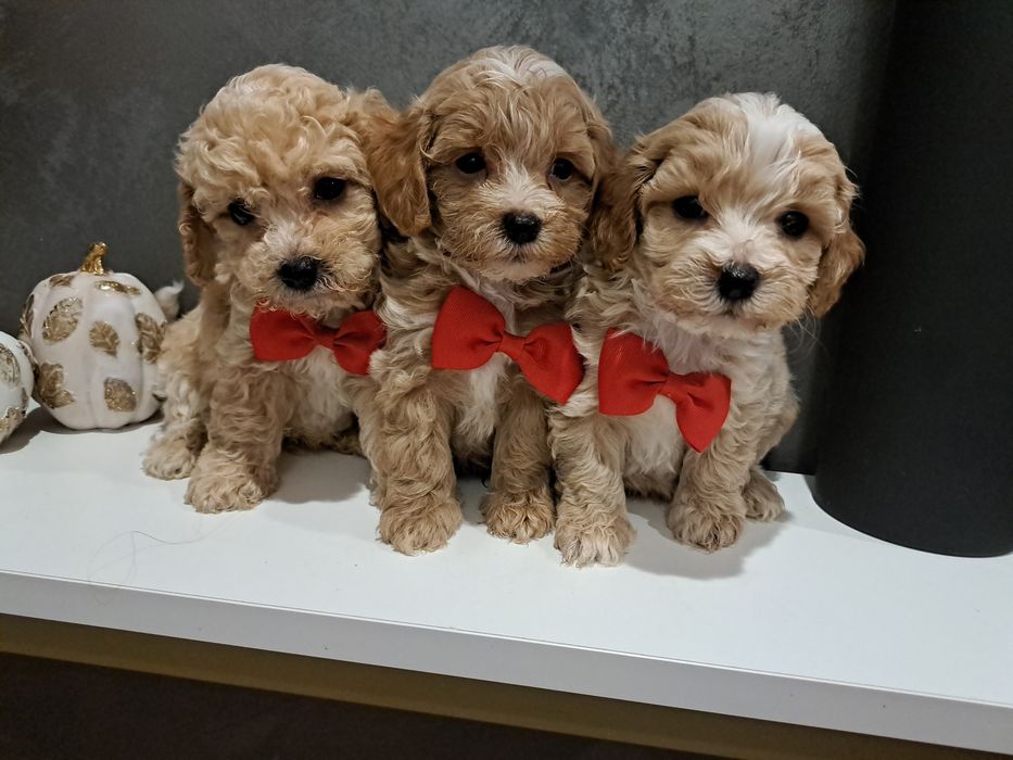 Maltipoo uroczy chłopczyk