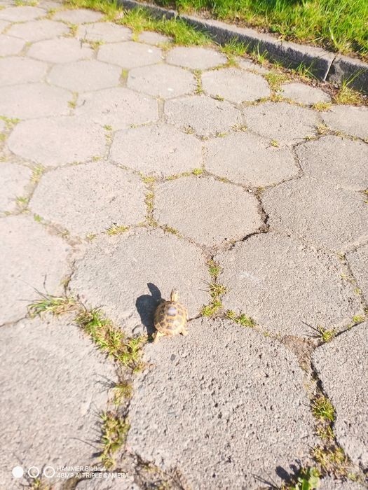 Poszukiwany żółw stepowy