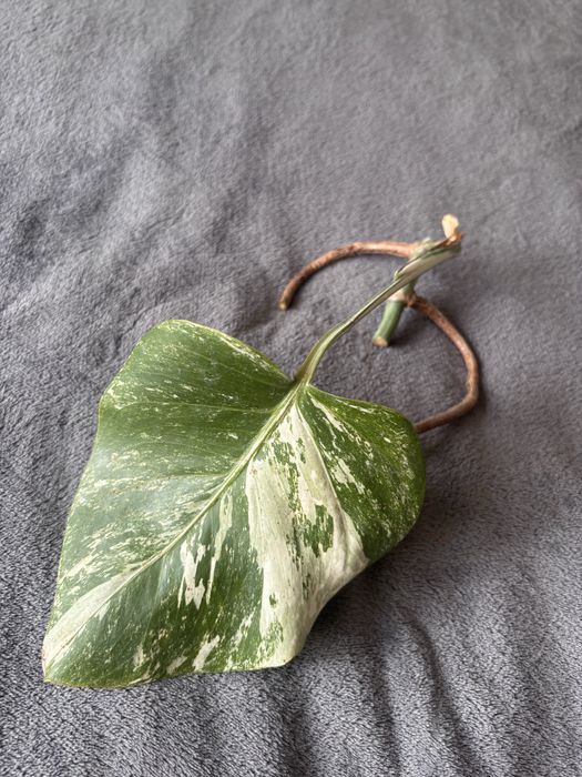 Monstera Variegata