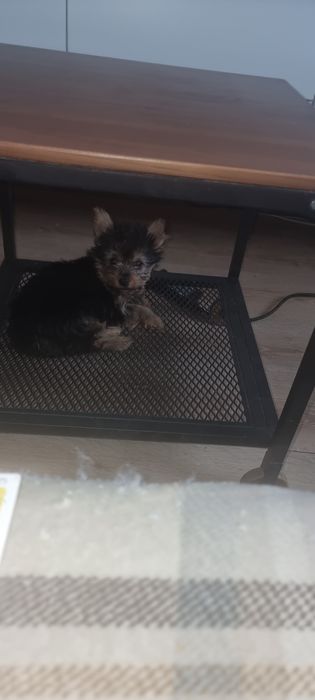 YORK szczeniak piesek