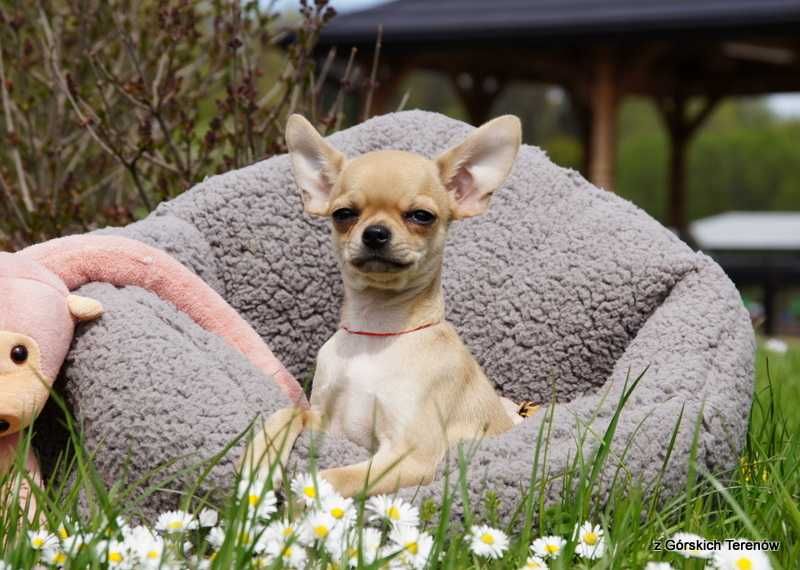 Chihuahua piesek z rodowodem