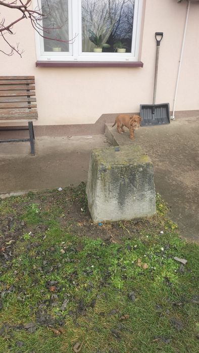 Oddam pieski w dobre rece