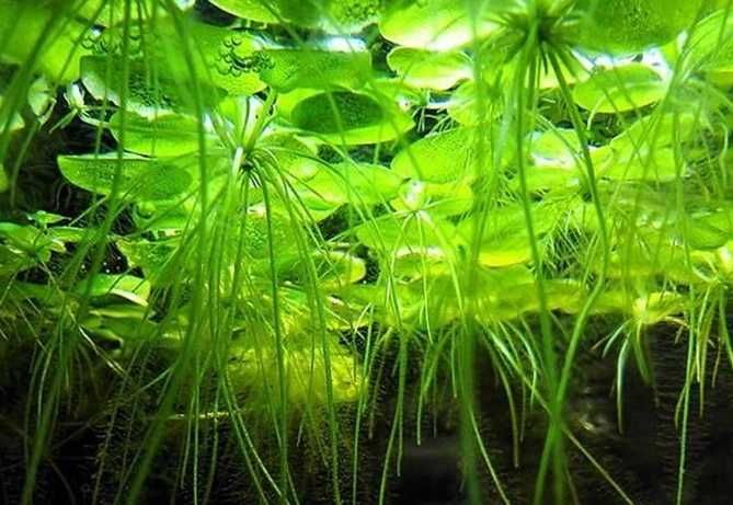 Лімнобіум паростконосний. Акваріумні рослини