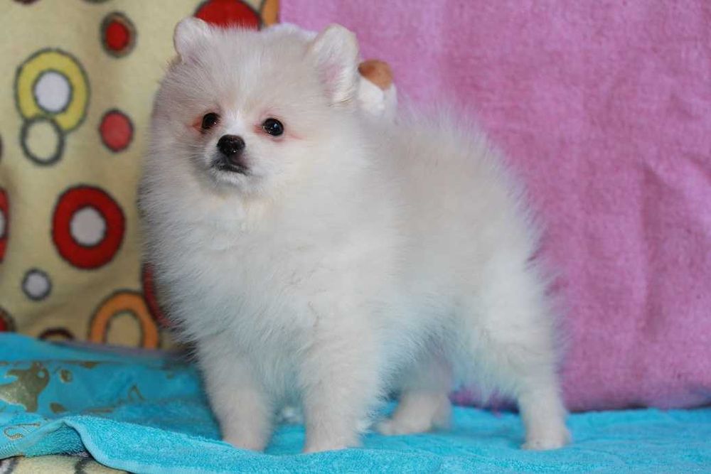 Дівчата кремового окраса. Вік 3 місяці.