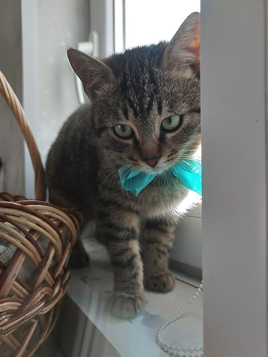 Шерлок та Ватсон  шукають найкращі ручки