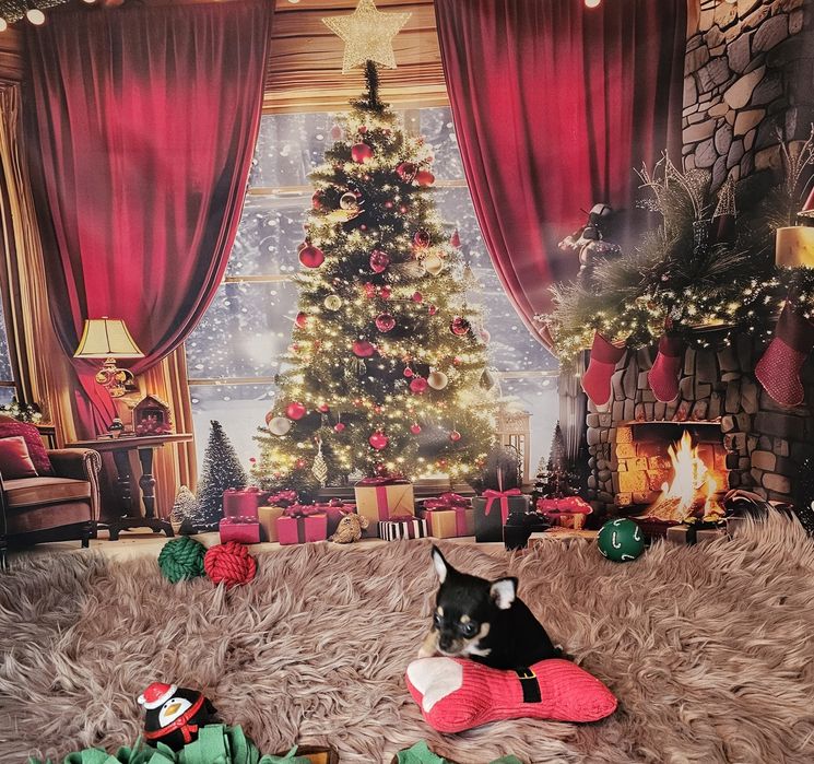 ***Chihuahua piesek biszkopt tricolor czarny xs ***