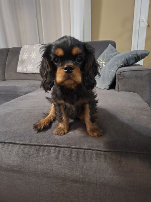 Szczenię piesek Cavalier King Charles Spaniel ZKwP FCI