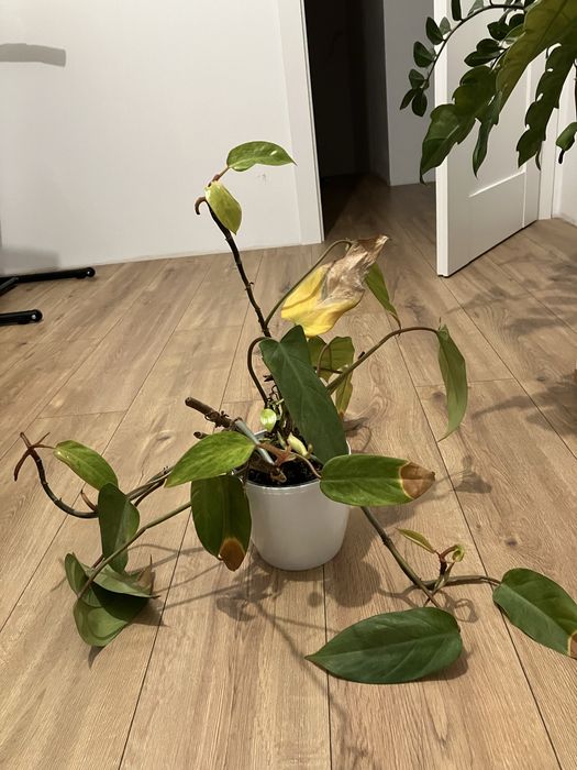 Oddam 3 rośliny doniczkowe za darmo