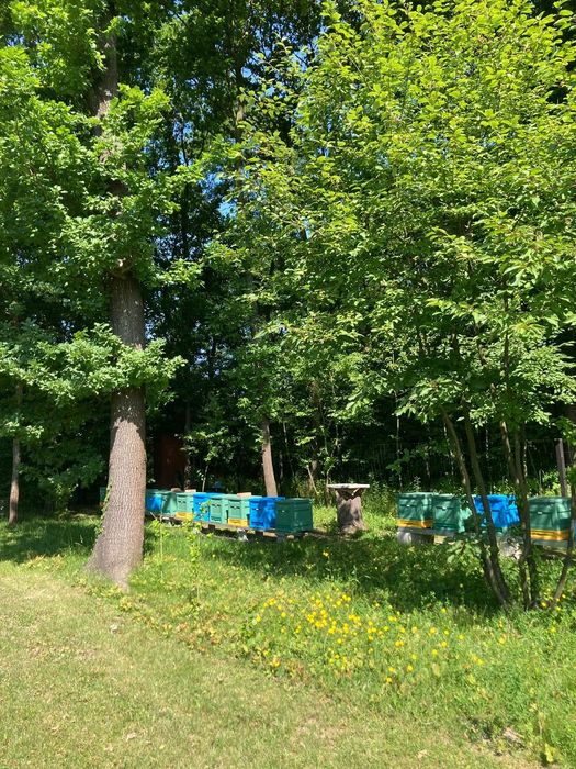 Prawdziwy miód spadziowy ze spadzi iglastej (jodłowej) 1,2kg