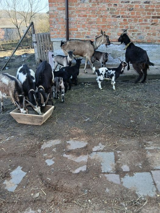 Продам кози і козинята
