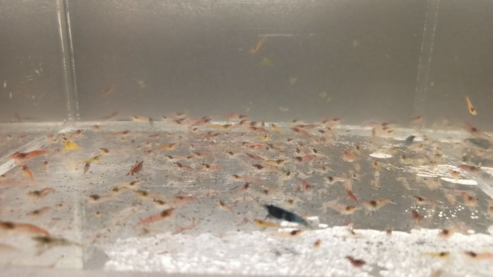 Lindos camarões Neocaridinas promoção