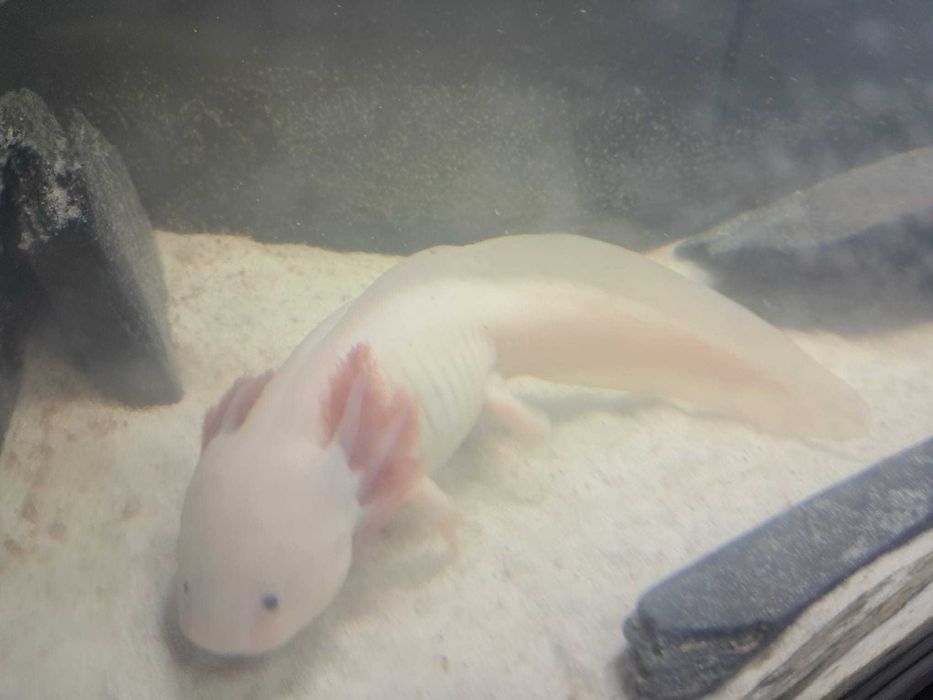 Axolotes adultos