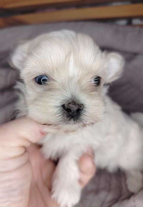 Yorkshire Terrier, xxs, Golddust, piesek