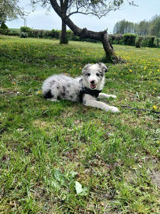 Border collie blue merle