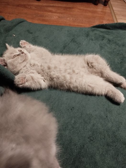 Kotek brytyjski Liliowy