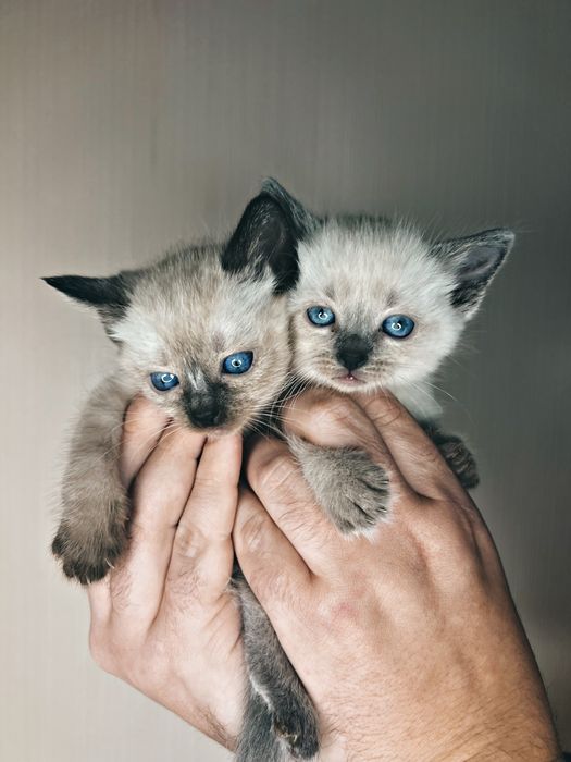 Сноу-шу , тайские котики , сиамские/регдолы