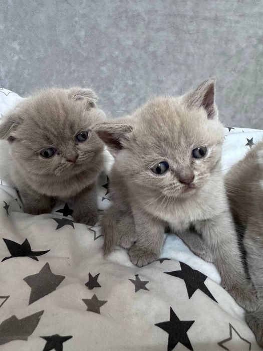 Шотландські кошенята.