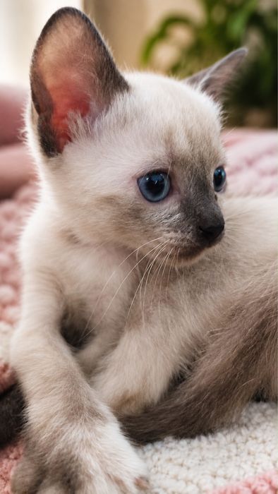 Gatinhas, todas meninas, para adoção responsável.