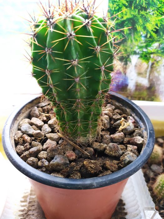 .Цветы  Кактусы Суккуленты от 5 грн.