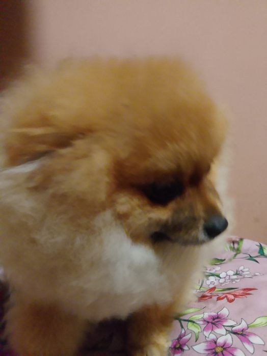 Piękny chłopak pomerianian