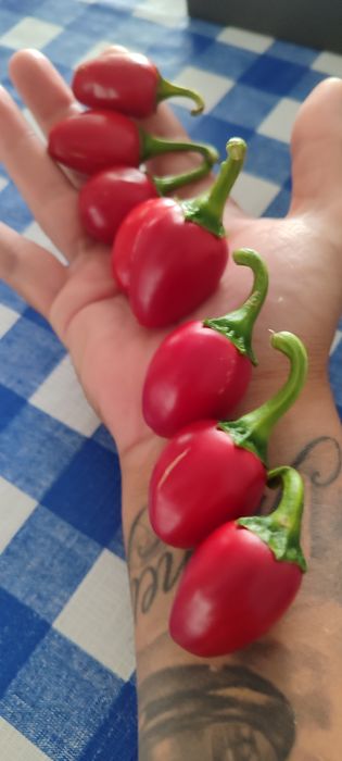 Sementes Nucleares Pimentas,OFERTA Portes Envio