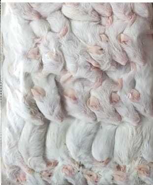 Mrożona karmówka oseski myszy szczury