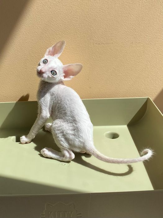 Шикарний хлопчик Корніш Рекс