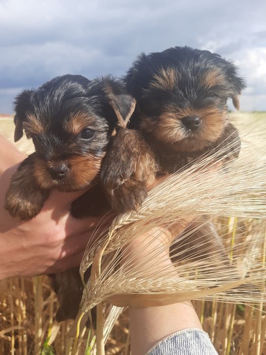 Девульки красотульки