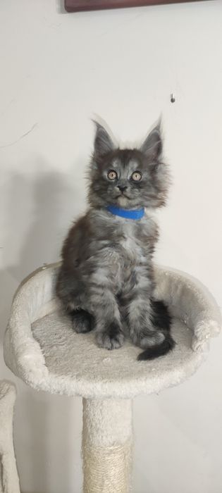 ZAREZERWOWANY Kocur maine coon rodowód FPL