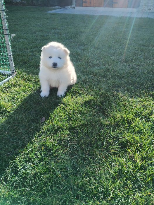 Samoyed szczenię