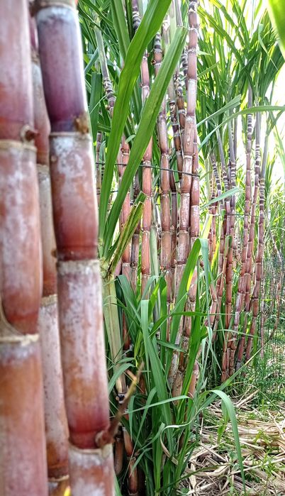 Cana de açúcar (molhos) [VER DESCRIÇÃO]