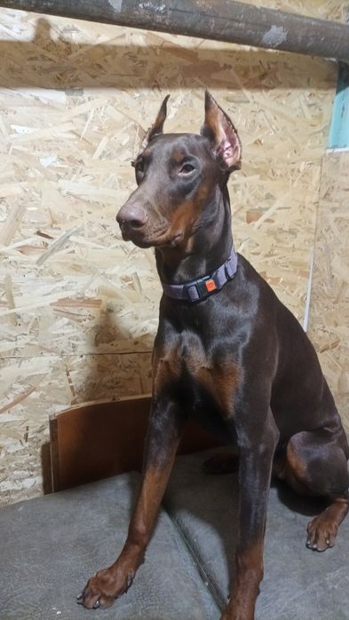 Продам собаку  доберман дівчинка