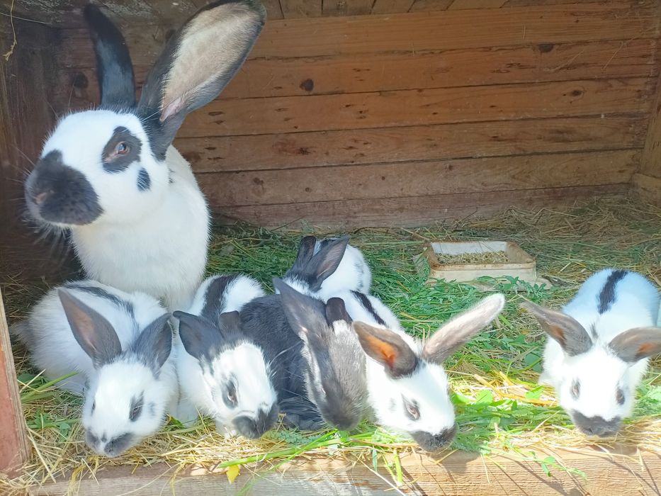 Króliki: Srokacz Niemiecki